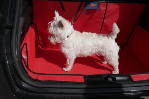 dog in a boot with a boot liner