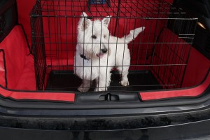 dog in a boot with a boot liner