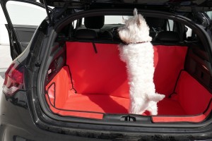 dog in a boot with a boot liner