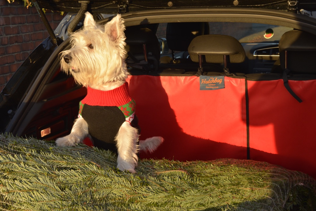 a dog and christmas tree in a car boot