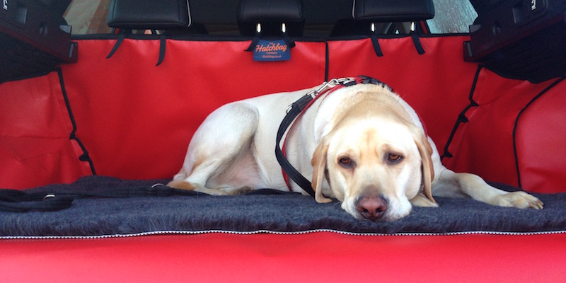 labrador in car boot with liner