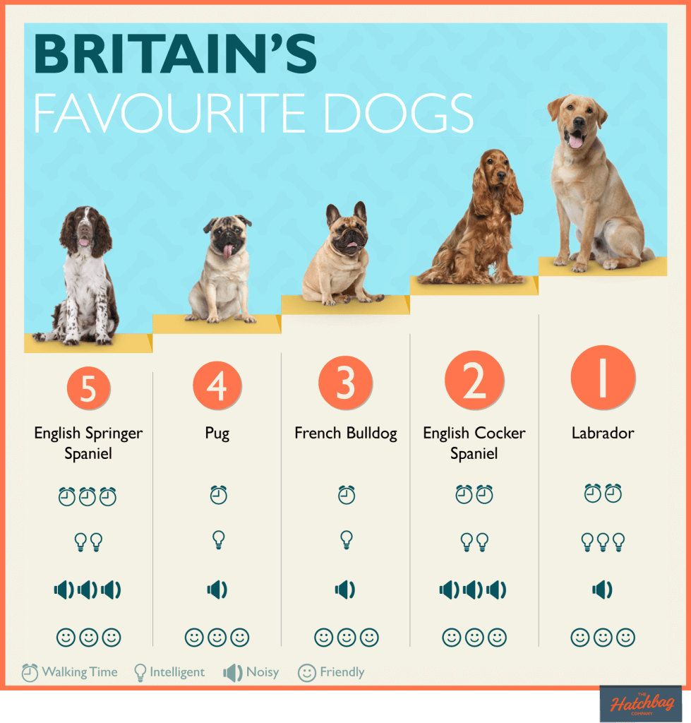 Top 5 Dog Breeds in England